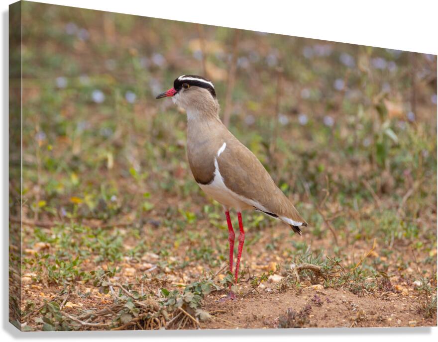 Crowned Lapwing 0414 Canvas Print