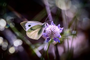 Papillon sur une fleur - butterfly beauty