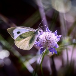 Papillon sur une fleur - butterfly beauty
