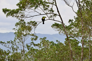 Toucan