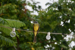 Like a Bird on a Wire