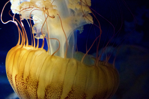 Jelly