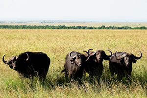Buffalos