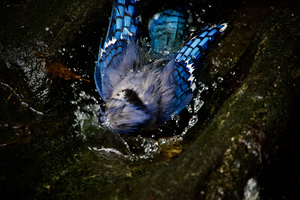 Hidden III