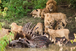 Lions and Hippo