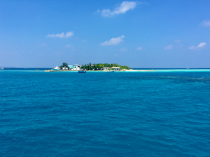 Paradise 