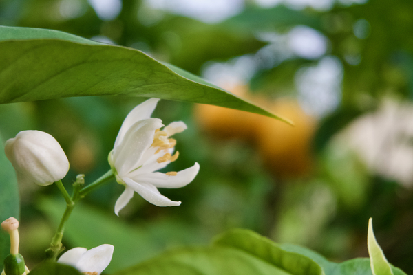 Smelling the Orange Blossoms by Alice Veronique