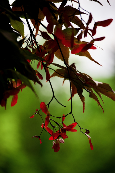 Maple by Alice Veronique