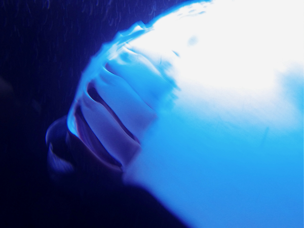 Manta I by Alice Veronique