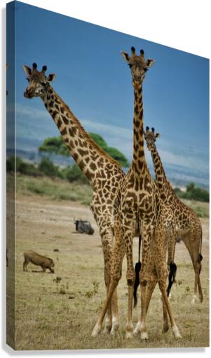 Tangled Canvas Print