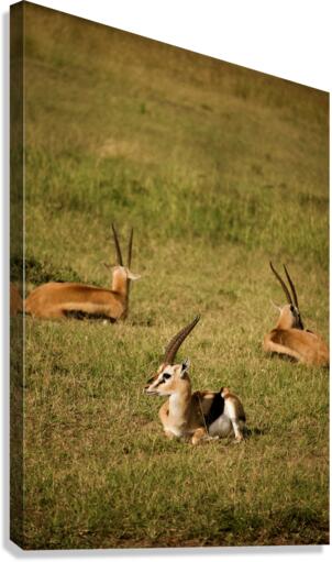 Antelopes Canvas Print