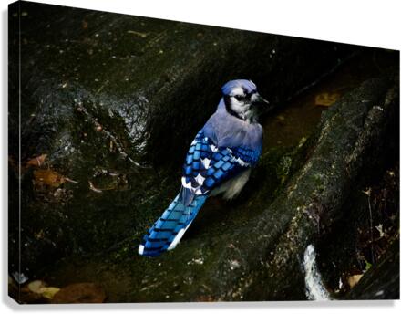 Hidden II Canvas Print