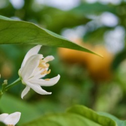 Smelling the Orange Blossoms