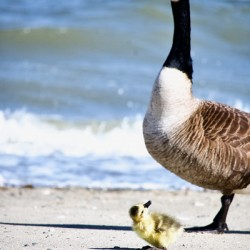 Mother