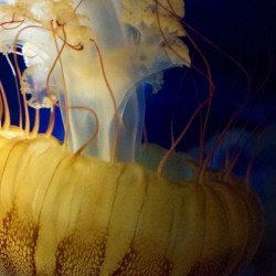 Jelly