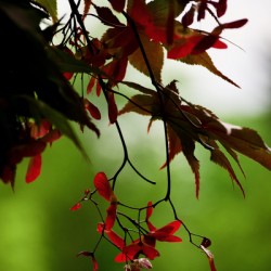 Maple