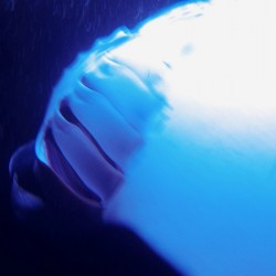 Manta I