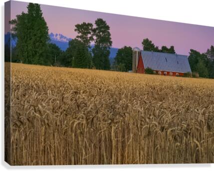 Rural Evening Canvas Print