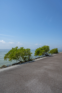 Tampa Causeway 1