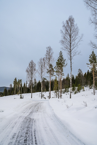 Winter Trees Print