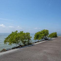 Tampa Causeway 1