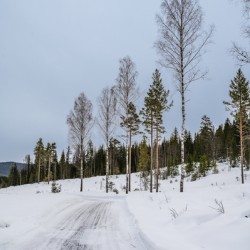 Winter Trees