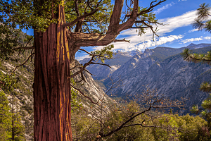 IMG 6136 Kings Canyon