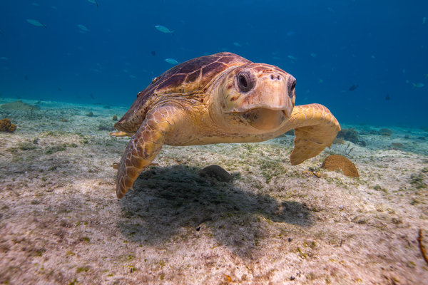 IMG 3843 Loggerhead Turtle Print