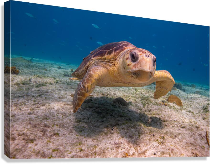 IMG 3843 Loggerhead Turtle Canvas Print