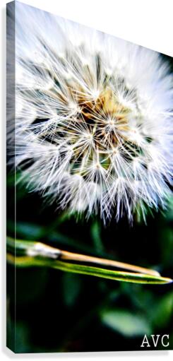 Dandelion Fluff Canvas Print
