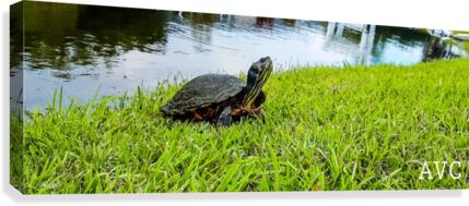 Turtle Portrait Canvas Print