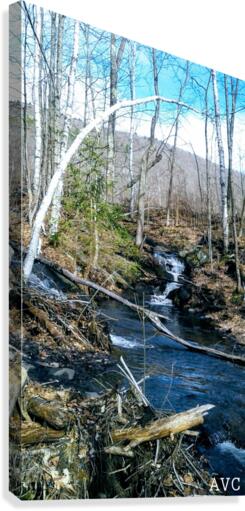 Brook through the Forest Canvas Print