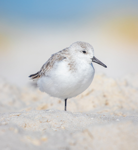 Resting Sanderling