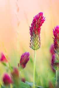 Spring Crimson Clover Natchez Trace Parkway Tupelo Mississippi.