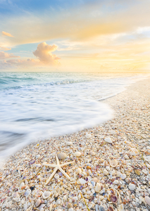 Starfish And Seashells Sanibel Island Florida Sunset
