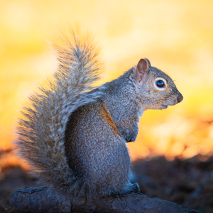 Eastern Gray Squirrel Portrait