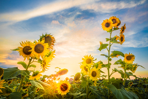 Sunset Among The Sunflowers