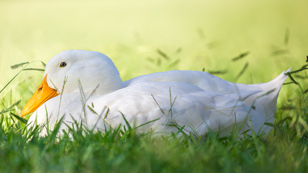 American Perking Duck On The Farm  Print