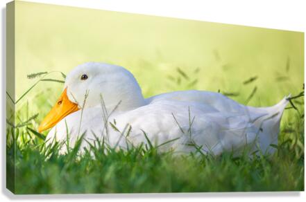 American Perking Duck On The Farm  Canvas Print