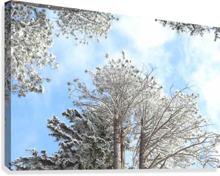 Sunlight through the Trees Canvas Print