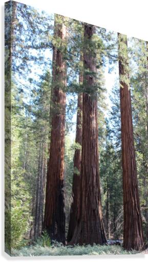 Giant Sequoias Canvas Print