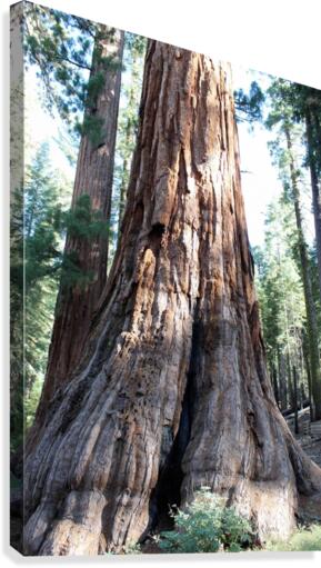 Giant Sequoias Canvas Print