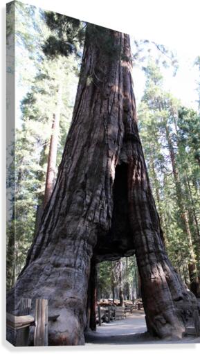 Giant Sequoias Canvas Print