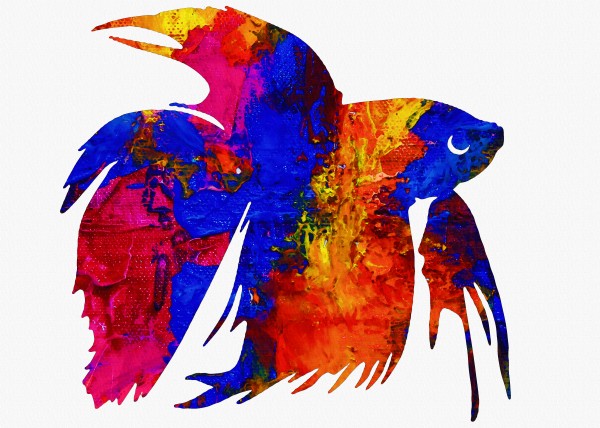 Betta Fish Print