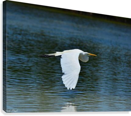 Great Egret Canvas Print