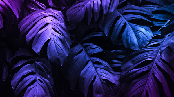 tropical leaves under purple light Print