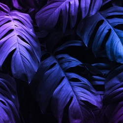 tropical leaves under purple light