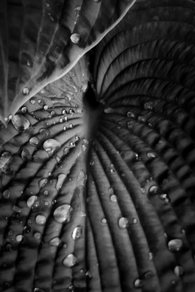 Hosta  3 Print