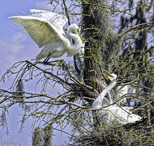 MATING SEASON