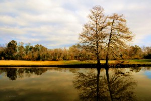 Two Tree Pond